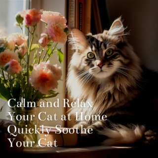 Calm and Relax Your Cat at Home, Quickly Soothe Your Cat