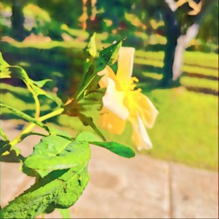 Boy And Yellow Flowers