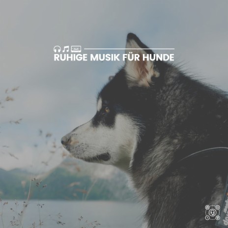 Beruhigende Musik für Hunde - Ihr Hund ist glücklicher mit Musik MP3 ...