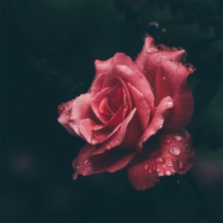 Rose Rose Rose