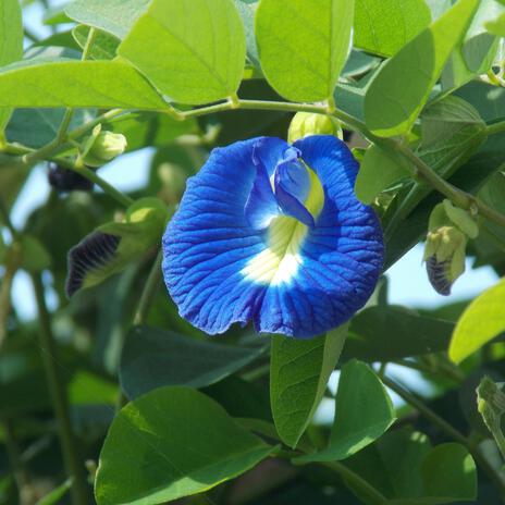 BUTTERFLY PEA FLOWER TEA