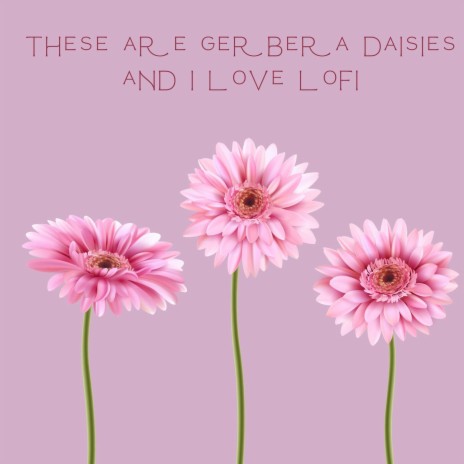 These Are Gerbera Daisies and i Love Lofi | Boomplay Music