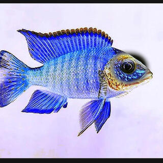 African cichlid fish