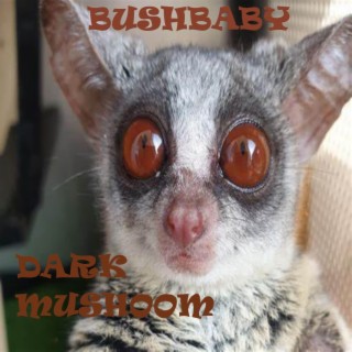 bushbaby