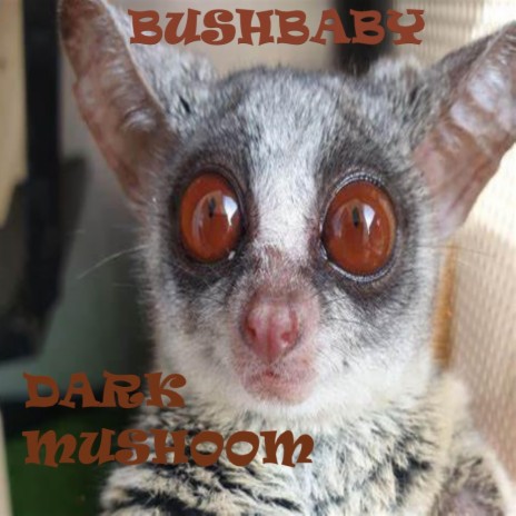 bushbaby | Boomplay Music