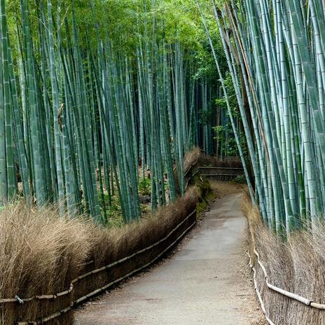 Bamboo Forest | Boomplay Music