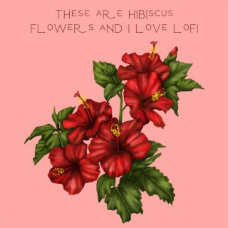 These Are Hibiscus Flowers and i Love Lofi