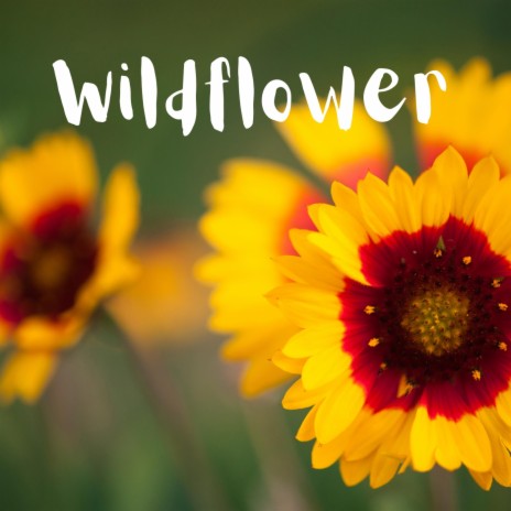 Wildflower