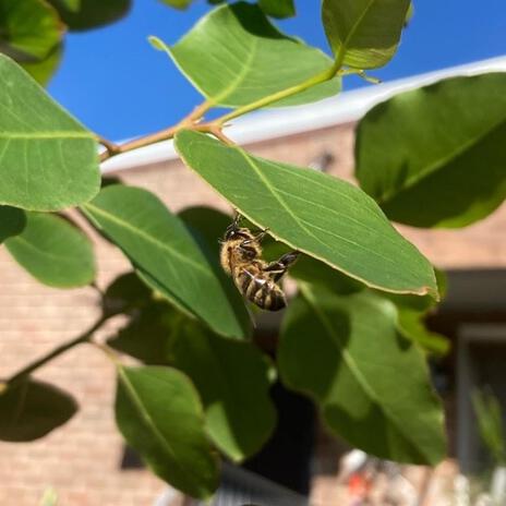 Our Pollinators | Boomplay Music