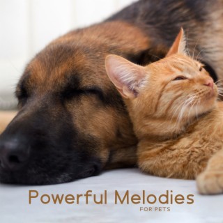 Powerful Melodies For Pets: Sleep and Serenity, Therapy Relaxing Music