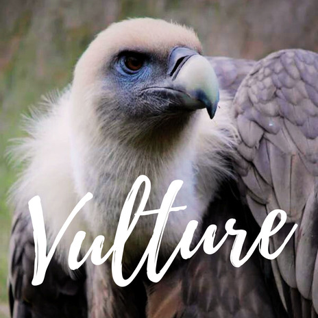 Vulture (Instrumental) | Boomplay Music