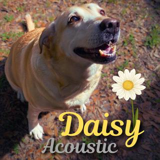 Daisy (Acoustic Version)