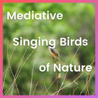 Mediative Singing Birds of Nature