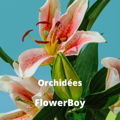 Orchidée | Boomplay Music