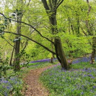 Woodland Walk