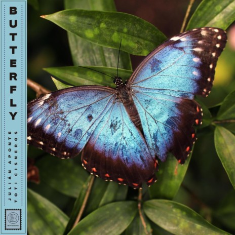 Butterfly ft. Toti Cisneros & Beatmology