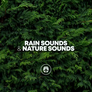 Rain Sounds & Nature Sounds