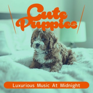 Luxurious Music at Midnight