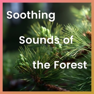Soothing Sounds of the Forest
