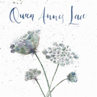 Queen Anne's Lace