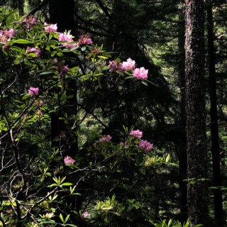 rhododendron