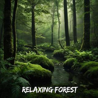 Relaxing Forest