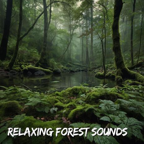 Relaxing Forest Sounds