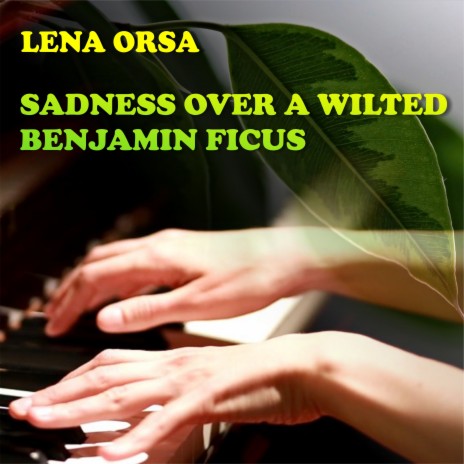 Sadness Over a Wilted Benjamin Ficus