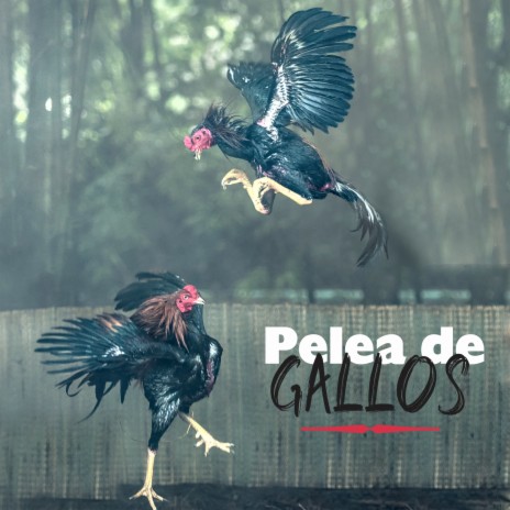 Pelea De Gallos | Boomplay Music
