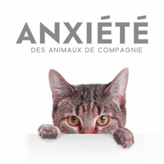 Anxiété des animaux de compagnie: Détente et sommeil profond pour chiens et chats