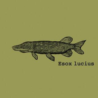 Esox lucius lyrics | Boomplay Music