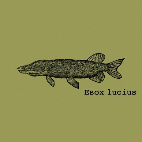 Against the Dream(The Esox Vaudeville) | Boomplay Music