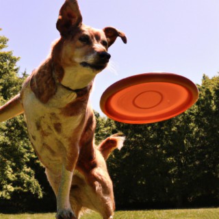 Frisbee