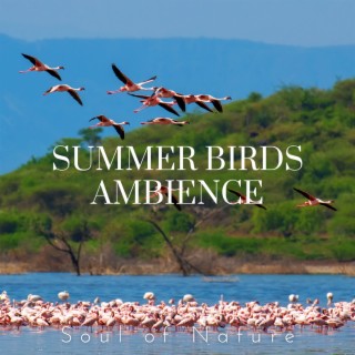 Summer Birds Ambience