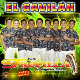 El Gavilan