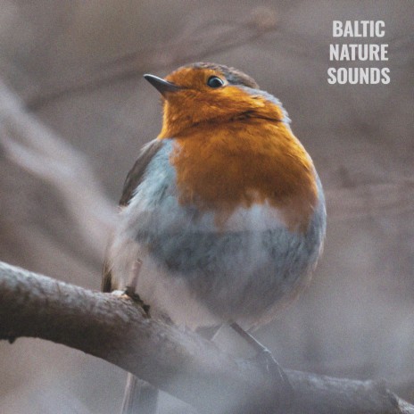 Rainwoods Birds | Boomplay Music