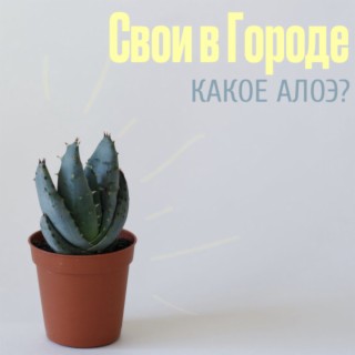 Какое алоэ?