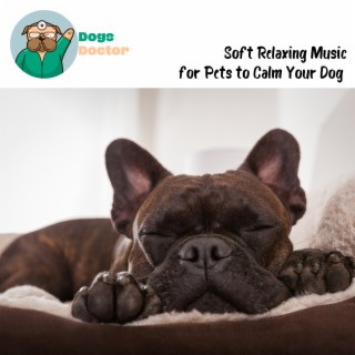 Soft Relaxing Music for Pets to Calm Your Dog Through a Peaceful Therapy Journey