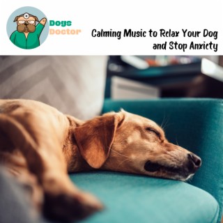 Calming Music to Relax Your Dog and Stop Anxiety