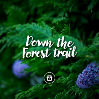 Down The Forest Trail