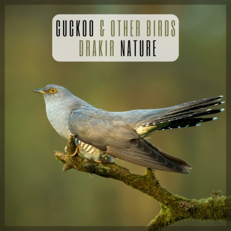 Cuckoo & Other Birds | Boomplay Music