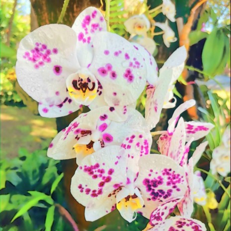 White Flowers From The Girl