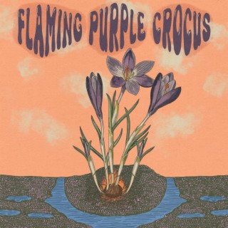 Flaming Purple Crocus