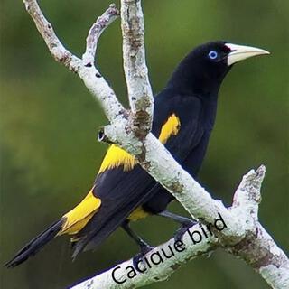 Cacique bird