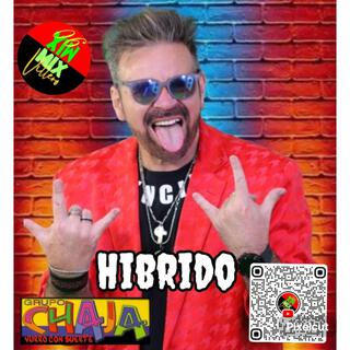 CHAJA-HÍBRIDO