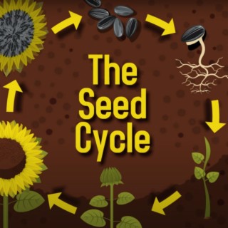 The Seed Cycle