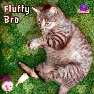 Fluffy Bro lyrics | Boomplay Music