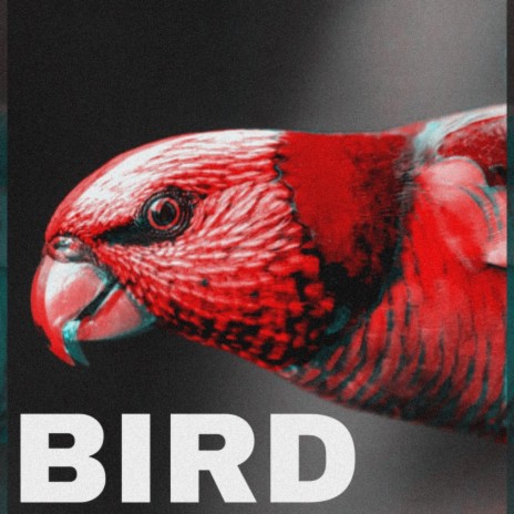 Bird | Boomplay Music