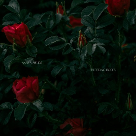 Bleeding Roses | Boomplay Music