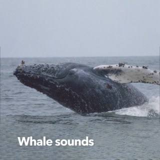 Whale Sounds